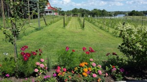 Farm Project 4 After     